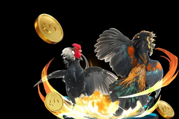 Đá gà cựa sắt