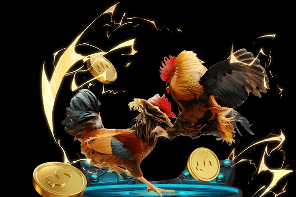 Đá gà trực tuyến trong một đấu trường truyền thống